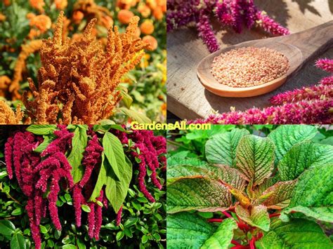 Growing Amaranth and Why You'll Want to - GardensAll