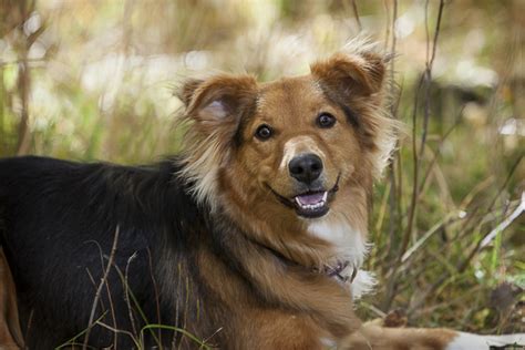 Happy Tails: Mora the Aussie/Sheltie mix - Daily Dog Tag