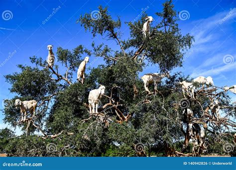 Argan Trees and the Goats on the Way between Marrakesh and Essaouira in Morocco Stock Photo ...