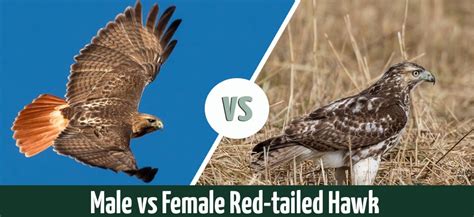 Red Shouldered Hawk Vs Red Tailed Hawk