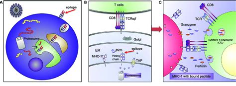 | Human leukocyte antigen (HLA)-I antigen-processing and presentation... | Download Scientific ...