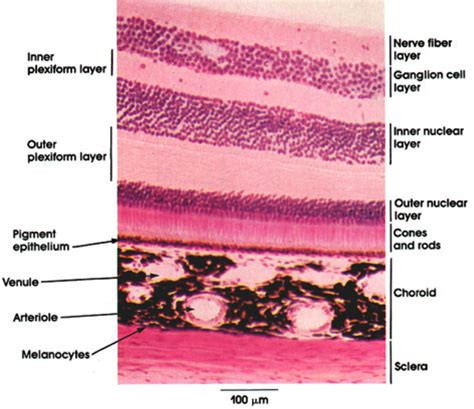 retina and choroid - Google Search | Anatomy, Nerve fiber, Microscopy