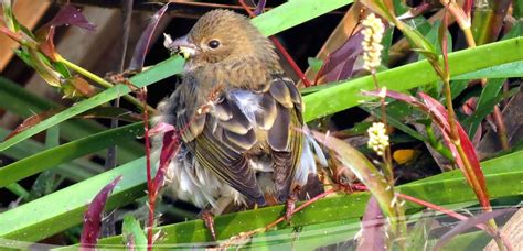 Unveiling the Splendor of Okhla Bird Sanctuary: A Wildlife Sanctuary in Delhi NCR - Delhi Capital