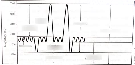 lung volume and capacities diagram Diagram | Quizlet