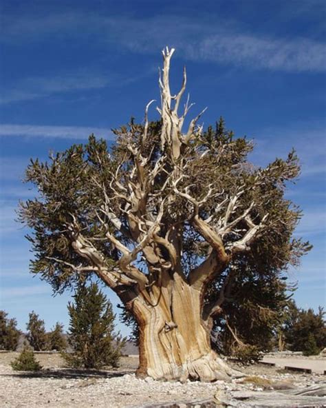 Pinus Aristata 10 SEEDS Rocky Mountain Bristlecone Pine | Etsy