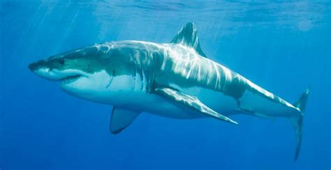 Imagenes de tiburones blancos :: Imágenes y fotos