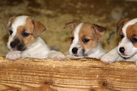 Jack Russell Terrier Puppies: Everything You Need to Know | The Dog People by Rover.com