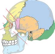 Free vector graphic: Skull, Diagram, Bones, Anatomy - Free Image on Pixabay - 41553