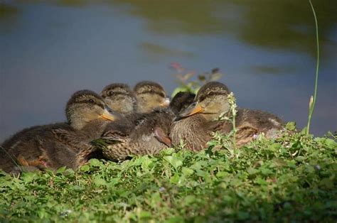 Mallard Ducklings Photograph by Shelley Burke - Fine Art America