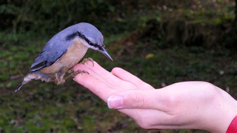 Does feeding wild birds make them dependent on you? - Food for the Birds