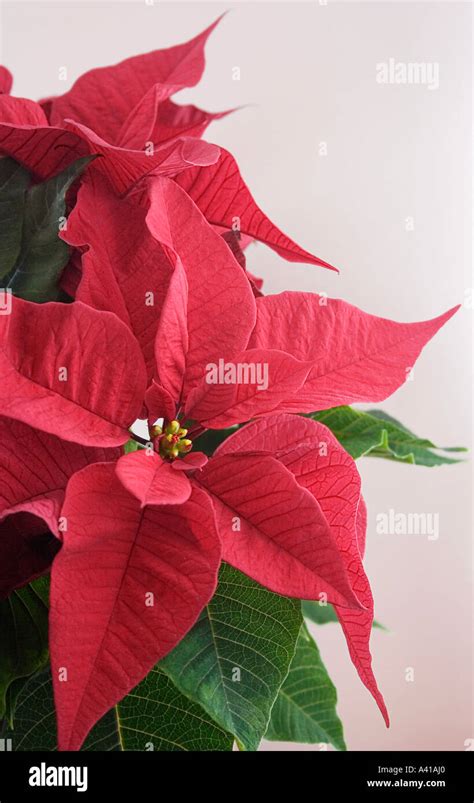 Red Poinsettia Plant Stock Photo - Alamy