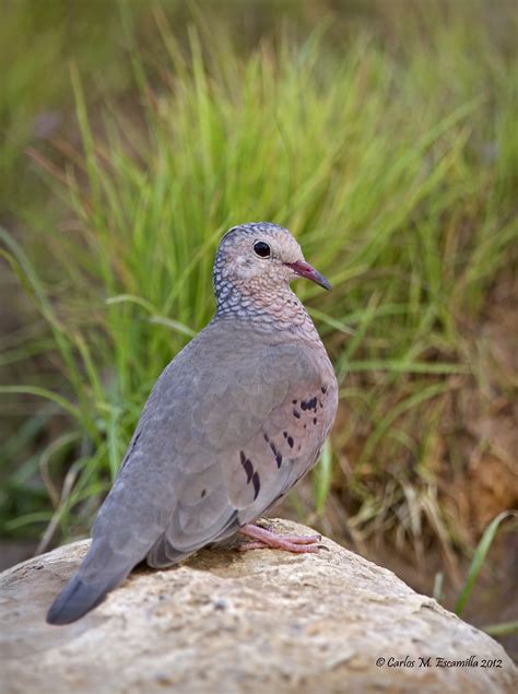 Common Ground Dove IMG_4058edtvg | Common Ground Dove/Tortol… | Flickr