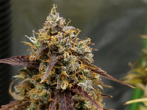 39 best Crop King Seeds images on Pholder | Autoflowers, Microgrowery and Cannabiscultivation