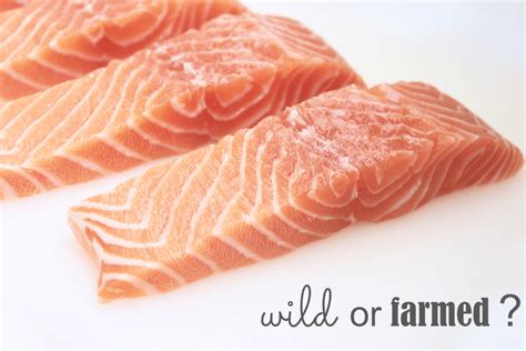 Salmon: wild versus farmed | Feed Them Wisely