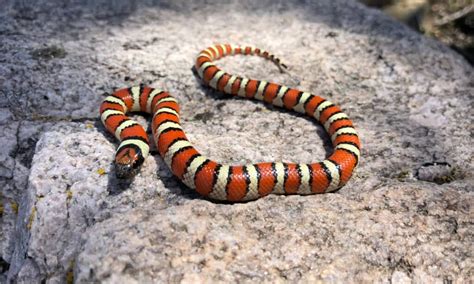 Coral Snakes in Arizona - A-Z Animals