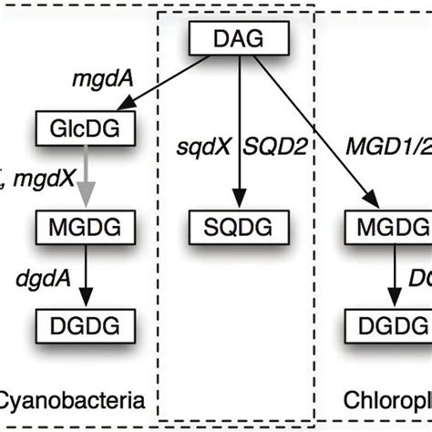 | Pathways of synthesis of glycolipids in cyanobacteria and... | Download Scientific Diagram