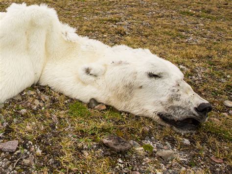 Climate Change: The Next Generation: Svalbard polar bear dies of starvation due to climate change