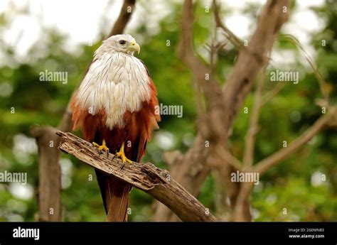 Brahminy Kite closeup images- Haliastur indus, Begur Lake, Bangalore Outskrits, Karnataka, India ...