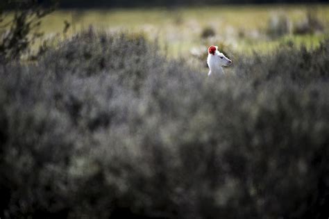 Albino kangaroo – in pictures