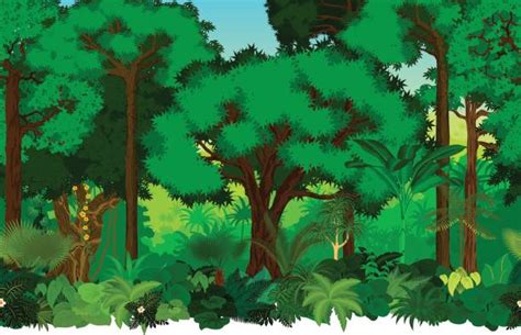 Foresta Amazzonica Illustrations, Royalty-Free Vector Graphics & Clip ...