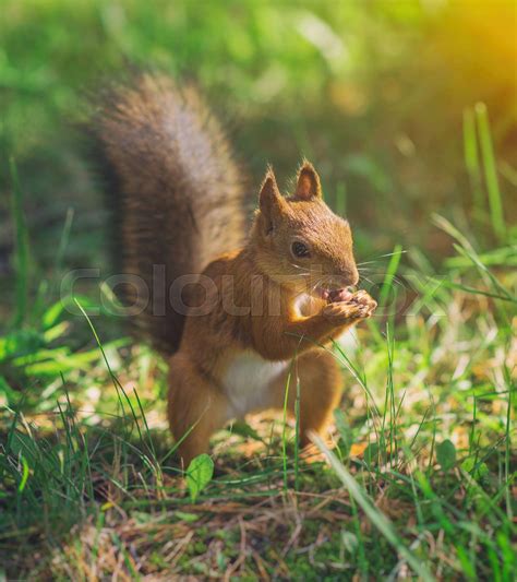 Red squirrel eating hazelnut. Sciurus vulgaris. | Stock image | Colourbox