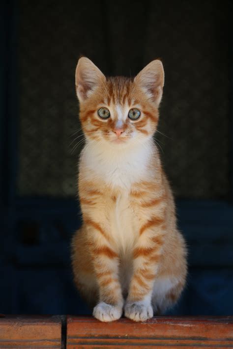 one animal, close-up, on top, street, animal portrait, orange, pets, portrait, feather, sitting ...