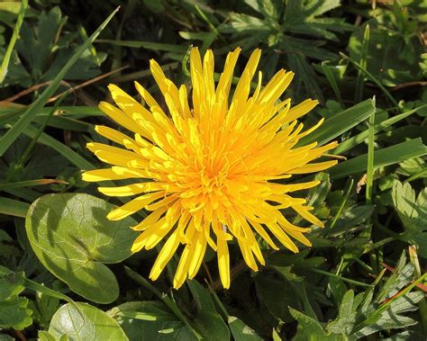 Common and Russian Dandelions: Nutrition, Latex, and Rubber - Owlcation