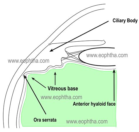 Anatomy of Vitreous Glial Cells, Eye Anatomy, Optic Nerve, The Retina, Latin Words, Human Eye ...