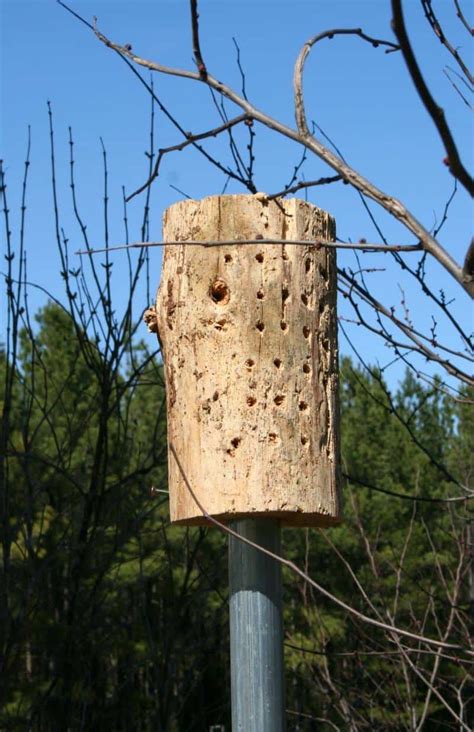 Building Mason Bee Houses - Home Garden Joy