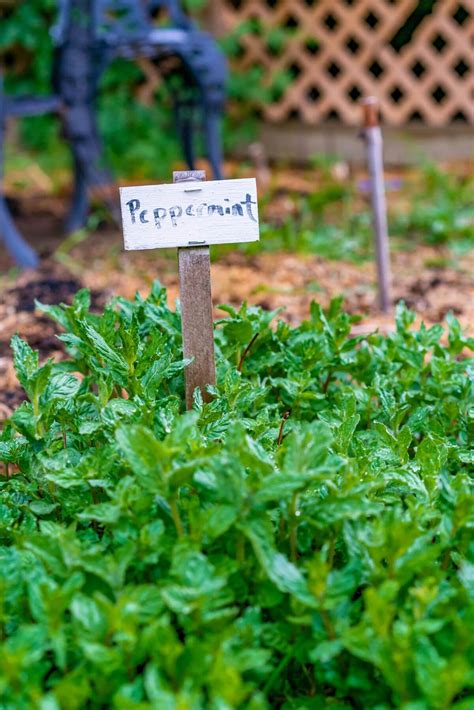 How to Grow Peppermint Plant (Plant, Harvest, Preserve) — Homesteading Family