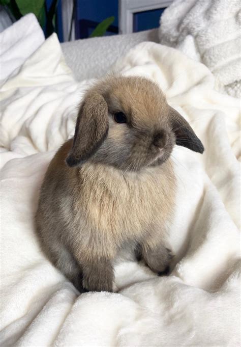 Dwarf Rabbit Rabbits For Sale | Los Angeles, CA #330393