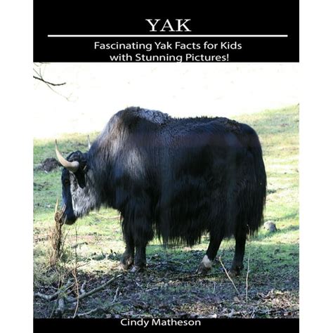 Yak : Fascinating Yak Facts for Kids with Stunning Pictures! - Walmart ...