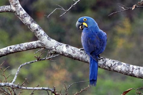 Arara-azul-grande (Anodorhynchus hyacinthinus) – Animal Business Brasil