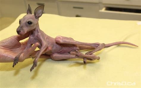 Assiniboine Park Zoo Helping to Keep Baby Kangaroo Alive | ChrisD.ca