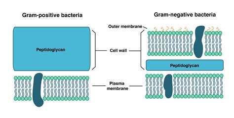 The Best 19 Cell Wall Bacteria - imagesearchbox