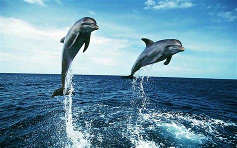 Cute Dolphin Wallpaper ·① WallpaperTag