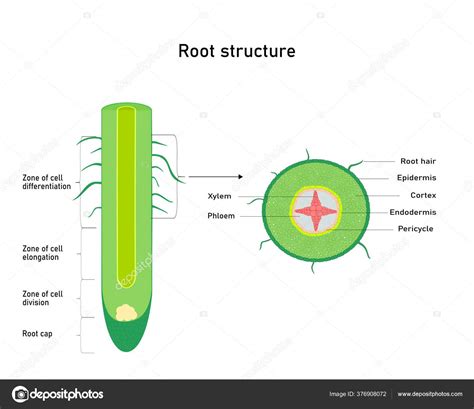 Diagram Showing Root Structure Plant Anatomy Vector Illustration Stock ...