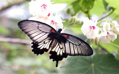 Download wallpaper: Butterfly on a white flowers 1440x900