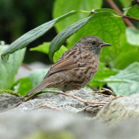 Small garden birds UK guide: from Blue Tits to Robins - Bird Barn