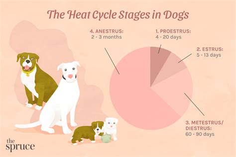 Phases Of A Dogs Heat Cycle