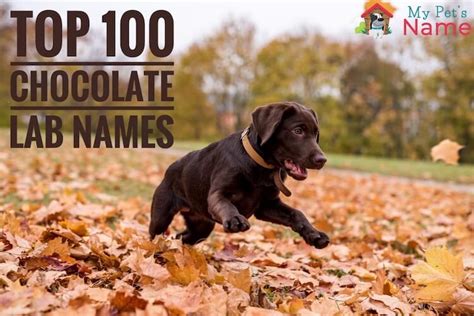 Top 100 Chocolate Lab Names for Brown Retrievers | My Pet's Name