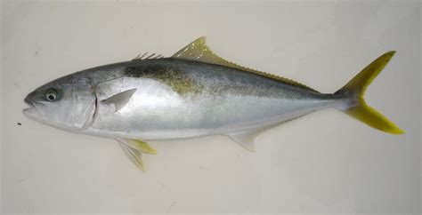 Yellowtail | California Sea Grant