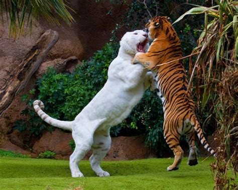 Liger vs tiger, fight! [Amazing Photo of the Day] | dotTech