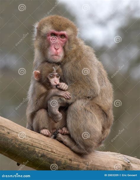 Mother and her baby monkey stock image. Image of little - 2003209