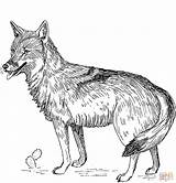 Coyote Coloring Page  Free Printable Coloring Pages sketch template