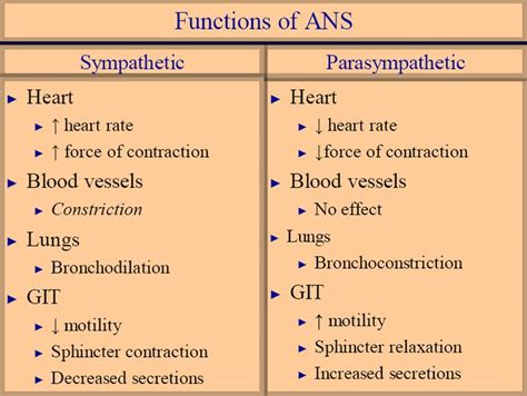 Autonomic Nervous System | Optometry | Pinterest