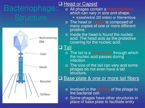 PPT - An Introduction to Bacteriophages PowerPoint Presentation - ID:4160413