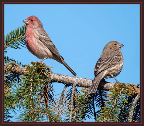 House Finches | Great Bird Pics