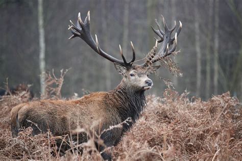 10 Incredible Wildlife Encounters in the United Kingdom