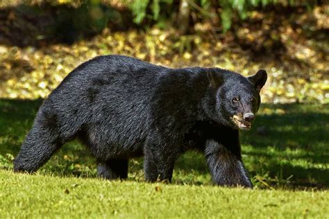 HD wallpaper: black bear at the field during day, louisiana, louisiana black bear | Wallpaper Flare